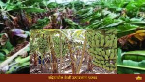 नांदेडमधील केळी उत्पादकांना फटका ; बागा उद्ध्वस्त झाल्याने शेतकऱ्यांच्या अडचणी वाढल्या